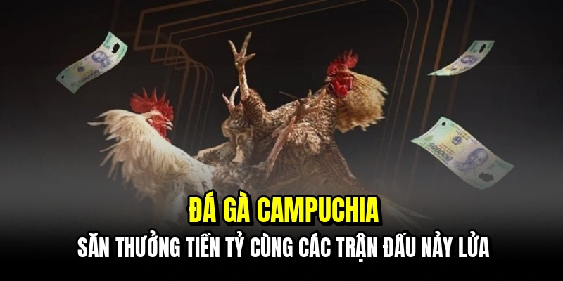 Đá gà Campuchia - Săn thưởng tiền tỷ cùng các trận đấu nảy lửa