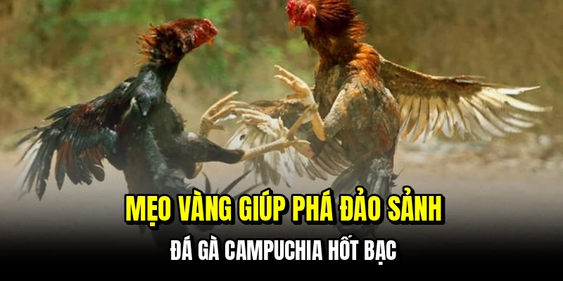 Đá Gà Campuchia - Sảnh Đấu Đỉnh Cao Số 1 Hiện Nay Tại C168 7 Mẹo vàng giúp phá đảo sảnh đá gà Campuchia hốt bạc