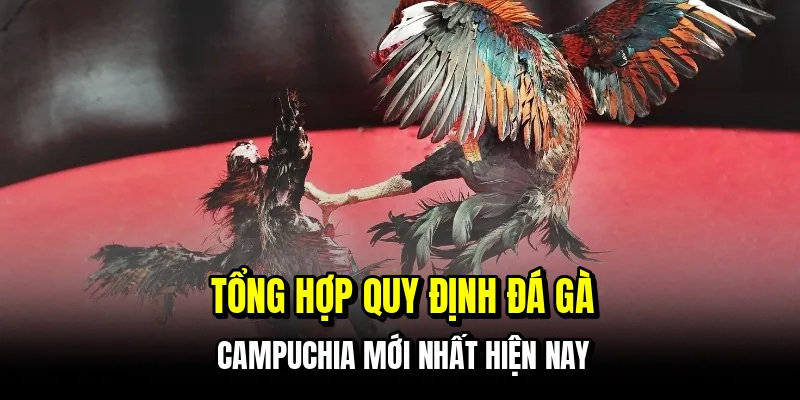 Đá Gà Campuchia - Sảnh Đấu Đỉnh Cao Số 1 Hiện Nay Tại C168 6 Tổng hợp quy định đá gà Campuchia mới nhất hiện nay